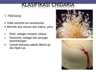 1. Hidrozoa
 Tidak memiliki sel nematosista
 Memiliki dua macam alat indera, yaitu
:
1) Oseli, sebagai reseptor cahaya.
2) Statosista, sebagai alat penjaga
keseimbangan
 Contoh Hidrozoa adalah Obelia sp.
dan Hydra sp.
KLASIFIKASI CNIDARIA
 