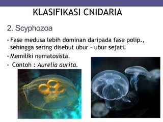 2. Scyphozoa
• Fase medusa lebih dominan daripada fase polip.,
sehingga sering disebut ubur – ubur sejati.
• Memiliki nematosista.
• Contoh : Aurelia aurita.
KLASIFIKASI CNIDARIA
 