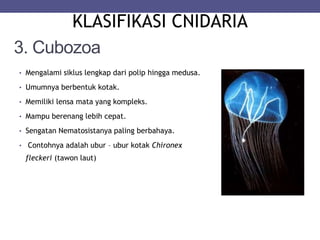 3. Cubozoa
• Mengalami siklus lengkap dari polip hingga medusa.
• Umumnya berbentuk kotak.
• Memiliki lensa mata yang kompleks.
• Mampu berenang lebih cepat.
• Sengatan Nematosistanya paling berbahaya.
• Contohnya adalah ubur – ubur kotak Chironex
fleckeri (tawon laut)
KLASIFIKASI CNIDARIA
 