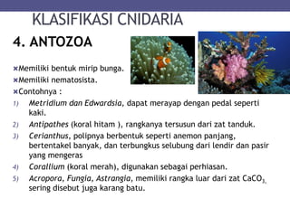 KLASIFIKASI CNIDARIA
4. ANTOZOA
Memiliki bentuk mirip bunga.
Memiliki nematosista.
Contohnya :
1) Metridium dan Edwardsia, dapat merayap dengan pedal seperti
kaki.
2) Antipathes (koral hitam ), rangkanya tersusun dari zat tanduk.
3) Cerianthus, polipnya berbentuk seperti anemon panjang,
bertentakel banyak, dan terbungkus selubung dari lendir dan pasir
yang mengeras
4) Corallium (koral merah), digunakan sebagai perhiasan.
5) Acropora, Fungia, Astrangia, memiliki rangka luar dari zat CaCO3,
sering disebut juga karang batu.
 