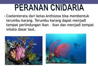 • Coelenterata dari kelas Anthozoa bisa membentuk
terumbu karang. Terumbu karang dapat menjadi
tempat perlindungan ikan – ikan dan menjadi tempat
wisata dasar laut.
 