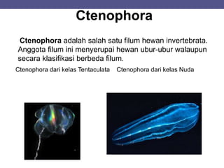Ctenophora
Ctenophora adalah salah satu filum hewan invertebrata.
Anggota filum ini menyerupai hewan ubur-ubur walaupun
secara klasifikasi berbeda filum.
Ctenophora dari kelas Tentaculata Ctenophora dari kelas Nuda
 