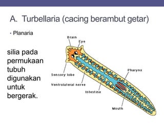 A. Turbellaria (cacing berambut getar)
• Planaria
silia pada
permukaan
tubuh
digunakan
untuk
bergerak.
 