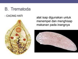 B. Trematoda
• CACING HATI
alat isap digunakan untuk
menempel dan menghisap
makanan pada inangnya
 