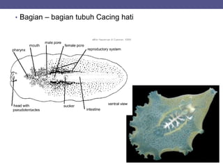 • Bagian – bagian tubuh Cacing hati
 