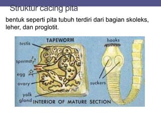 Struktur cacing pita
bentuk seperti pita tubuh terdiri dari bagian skoleks,
leher, dan proglotit.
 