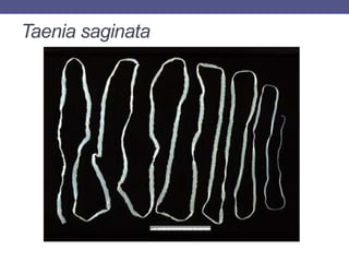 Taenia saginata
 