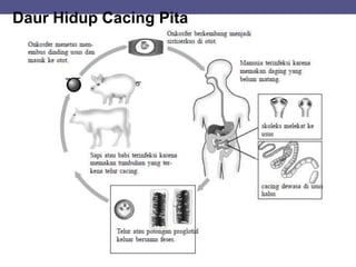 Daur Hidup Cacing Pita
 