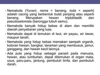 • Nematoda (Yunani, nema = benang, toda = seperti)
adalah cacing yang berbentuk bulat panjang atau seperti
benang. Merupakan hewan triploblastik dan
pseudoselomata (berongga tubuh semu).
• Nematoda banyak hidup bebas di alam dan memiliki
daerah penyebaran yang luas.
• Nematoda dapat di temukan di laut, air payau, air tawar,
maupun tanah.
• Nematoda yang hidup bebas memakan sampah organik,
kotoran hewan, bangkai, tanaman yang membusuk, jamur,
ganggang, dan hewan kecil lainnya.
• Ada pula yang hidup sebagai parasit pada manusia,
hewan, atau tumbuhan, dapat ditemukan di organ mata,
usus, paru-paru, jantung, pembuluh limfa, dan pembuluh
darah.
 