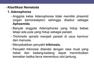 • Klasifikasi Nematoda
1. Adenophorea
• Anggota kelas Adenophorea tidak memiliki phasmid
(organ kemoreseptor) sehingga disebut sebagai
Aphasmida.
• Banyak anggota Adenophorea yang hidup bebas
tetapi ada pula yang hidup sebagai parasit.
• Trichinella spiralis menjadi parasit di usus karnivor
dan manusia.
• Menyebabkan penyakit trikinosis.
• Penyakit trikinosis ditandai dengan rasa mual yang
hebat dan kadang-kadang dapat menimbulkan
kematian ketika larva menembus otot jantung.
 
