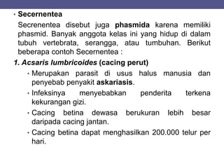 • Secernentea
Secrenentea disebut juga phasmida karena memiliki
phasmid. Banyak anggota kelas ini yang hidup di dalam
tubuh vertebrata, serangga, atau tumbuhan. Berikut
beberapa contoh Secernentea :
1. Acsaris lumbricoides (cacing perut)
• Merupakan parasit di usus halus manusia dan
penyebab penyakit askariasis.
• Infeksinya menyebabkan penderita terkena
kekurangan gizi.
• Cacing betina dewasa berukuran lebih besar
daripada cacing jantan.
• Cacing betina dapat menghasilkan 200.000 telur per
hari.
 