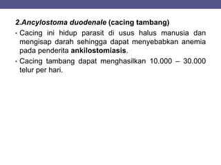 2.Ancylostoma duodenale (cacing tambang)
• Cacing ini hidup parasit di usus halus manusia dan
mengisap darah sehingga dapat menyebabkan anemia
pada penderita ankilostomiasis.
• Cacing tambang dapat menghasilkan 10.000 – 30.000
telur per hari.
 