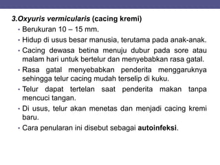 3.Oxyuris vermicularis (cacing kremi)
• Berukuran 10 – 15 mm.
• Hidup di usus besar manusia, terutama pada anak-anak.
• Cacing dewasa betina menuju dubur pada sore atau
malam hari untuk bertelur dan menyebabkan rasa gatal.
• Rasa gatal menyebabkan penderita menggaruknya
sehingga telur cacing mudah terselip di kuku.
• Telur dapat tertelan saat penderita makan tanpa
mencuci tangan.
• Di usus, telur akan menetas dan menjadi cacing kremi
baru.
• Cara penularan ini disebut sebagai autoinfeksi.
 