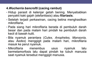 4.Wucherria bancrofti (cacing rambut)
• Hidup parasit di kelenjar getah bening. Menyebabkan
penyakit kaki gajah (elefantiasis) atau filariasis.
• Setelah terjadi perkawinan, cacing betina menghasilkan
mikrofilaria.
• Pada siang hari mikrofilaria berada di pembuluh darah
besar dan pada malam hari pindah ke pembuluh darah
kecil di bawah kulit.
• Bila nyamuk perantara (Culex, Anopheles, Mansonia,
atau Aedes) menggigit pada malam hari, mikrofilaria
masuk ke perut nyamuk.
• Mikrofilaria menembus usus nyamuk lalu
bermetamorfosis lalu dapat pindah ke tubuh manusia
saat nyamuk tersebut menggigit manusia.
 