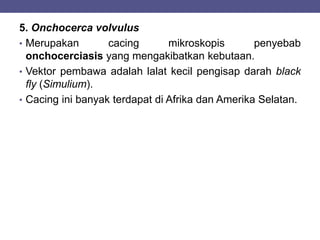 5. Onchocerca volvulus
• Merupakan cacing mikroskopis penyebab
onchocerciasis yang mengakibatkan kebutaan.
• Vektor pembawa adalah lalat kecil pengisap darah black
fly (Simulium).
• Cacing ini banyak terdapat di Afrika dan Amerika Selatan.
 