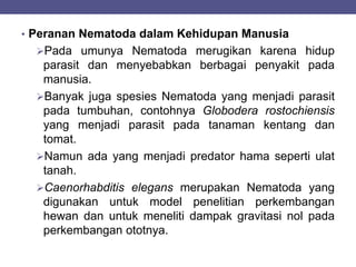 • Peranan Nematoda dalam Kehidupan Manusia
Pada umunya Nematoda merugikan karena hidup
parasit dan menyebabkan berbagai penyakit pada
manusia.
Banyak juga spesies Nematoda yang menjadi parasit
pada tumbuhan, contohnya Globodera rostochiensis
yang menjadi parasit pada tanaman kentang dan
tomat.
Namun ada yang menjadi predator hama seperti ulat
tanah.
Caenorhabditis elegans merupakan Nematoda yang
digunakan untuk model penelitian perkembangan
hewan dan untuk meneliti dampak gravitasi nol pada
perkembangan ototnya.
 