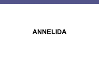 ANNELIDA
 