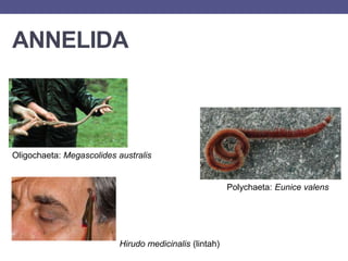 ANNELIDA
Polychaeta: Eunice valens
Oligochaeta: Megascolides australis
Hirudo medicinalis (lintah)
 