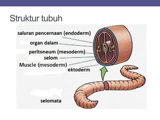 Struktur tubuh
 