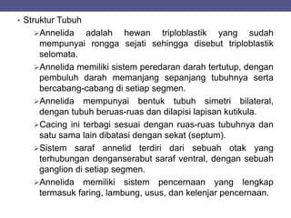 • Struktur Tubuh
Annelida adalah hewan triploblastik yang sudah
mempunyai rongga sejati sehingga disebut triploblastik
selomata.
Annelida memiliki sistem peredaran darah tertutup, dengan
pembuluh darah memanjang sepanjang tubuhnya serta
bercabang-cabang di setiap segmen.
Annelida mempunyai bentuk tubuh simetri bilateral,
dengan tubuh beruas-ruas dan dilapisi lapisan kutikula.
Cacing ini terbagi sesuai dengan ruas-ruas tubuhnya dan
satu sama lain dibatasi dengan sekat (septum).
Sistem saraf annelid terdiri dari sebuah otak yang
terhubungan denganserabut saraf ventral, dengan sebuah
ganglion di setiap segmen.
Annelida memiliki sistem pencernaan yang lengkap
termasuk faring, lambung, usus, dan kelenjar pencernaan.
 
