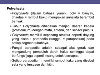 Polychaeta
Polychaeta (dalam bahasa yunani, poly = banyak,
chaetae = rambut kaku) merupakan annelida berambut
banyak.
Tubuh Polychaeta dibedakan menjadi daerah kepala
(prostomium) dengan mata, antena, dan sensor palpus.
Polychaeta memiliki sepasang struktur seperti dayung
yang disebut parapodia (tunggal = parapodium) pada
setiap segmen tubuhnya.
Fungsi parapodia adalah sebagai alat gerak dan
mengandung pembuluh darah halus sehingga dapat
berfungsi juga seperti insang untuk bernapas.
Setiap parapodium memiliki rambut kaku yang disebut
seta yang tersusun dari kitin.
 