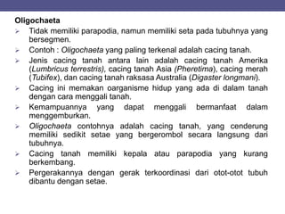 Oligochaeta
 Tidak memiliki parapodia, namun memiliki seta pada tubuhnya yang
bersegmen.
 Contoh : Oligochaeta yang paling terkenal adalah cacing tanah.
 Jenis cacing tanah antara lain adalah cacing tanah Amerika
(Lumbricus terrestris), cacing tanah Asia (Pheretima), cacing merah
(Tubifex), dan cacing tanah raksasa Australia (Digaster longmani).
 Cacing ini memakan oarganisme hidup yang ada di dalam tanah
dengan cara menggali tanah.
 Kemampuannya yang dapat menggali bermanfaat dalam
menggemburkan.
 Oligochaeta contohnya adalah cacing tanah, yang cenderung
memiliki sedikit setae yang bergerombol secara langsung dari
tubuhnya.
 Cacing tanah memiliki kepala atau parapodia yang kurang
berkembang.
 Pergerakannya dengan gerak terkoordinasi dari otot-otot tubuh
dibantu dengan setae.
 