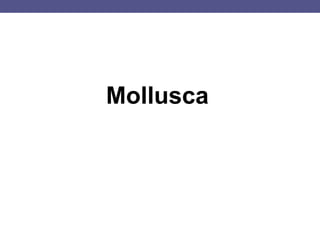 Mollusca
 