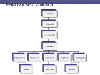 Peta Konsep Mollusca
Mollusca
ciri dan sifat
cara reproduksi
klasifikasi
Polyplacophora
ciri khas
Paleocypoda Gastropoda
daur hidup
Scaphopoda Cephalopoda
peranan
 