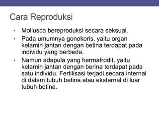 Cara Reproduksi
• Mollusca bereproduksi secara seksual.
• Pada umumnya gonokoris, yaitu organ
kelamin jantan dengan betina terdapat pada
individu yang berbeda.
• Namun adapula yang hermafrodit, yaitu
kelamin jantan dengan berina terdapat pada
satu individu. Fertilisasi terjadi secara internal
di dalam tubuh betina atau eksternal di luar
tubuh betina.
 