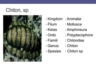Chiton, sp
• Kingdom : Animalia
• Filum : Mollusca
• Kelas : Amphineura
• Ordo : Polyplacophora
• Famili : Chitondae
• Genus : Chiton
• Spesies : Chiton sp
 