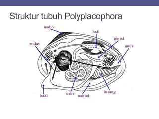 Struktur tubuh Polyplacophora
 