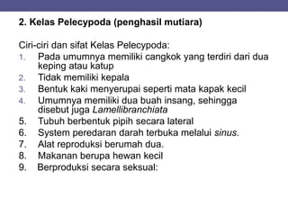 2. Kelas Pelecypoda (penghasil mutiara)
Ciri-ciri dan sifat Kelas Pelecypoda:
1. Pada umumnya memiliki cangkok yang terdiri dari dua
keping atau katup
2. Tidak memiliki kepala
3. Bentuk kaki menyerupai seperti mata kapak kecil
4. Umumnya memiliki dua buah insang, sehingga
disebut juga Lamellibranchiata
5. Tubuh berbentuk pipih secara lateral
6. System peredaran darah terbuka melalui sinus.
7. Alat reproduksi berumah dua.
8. Makanan berupa hewan kecil
9. Berproduksi secara seksual:
 