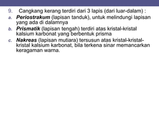 9. Cangkang kerang terdiri dari 3 lapis (dari luar-dalam) :
a. Periostrakum (lapisan tanduk), untuk melindungi lapisan
yang ada di dalamnya
b. Prismatik (lapisan tengah) terdiri atas kristal-kristal
kalsium karbonat yang berbentuk prisma
c. Nakreas (lapisan mutiara) tersusun atas kristal-kristal-
kristal kalsium karbonat, bila terkena sinar memancarkan
keragaman warna.
 
