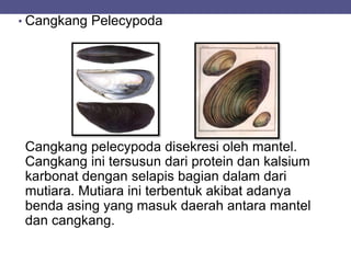 • Cangkang Pelecypoda
Cangkang pelecypoda disekresi oleh mantel.
Cangkang ini tersusun dari protein dan kalsium
karbonat dengan selapis bagian dalam dari
mutiara. Mutiara ini terbentuk akibat adanya
benda asing yang masuk daerah antara mantel
dan cangkang.
 