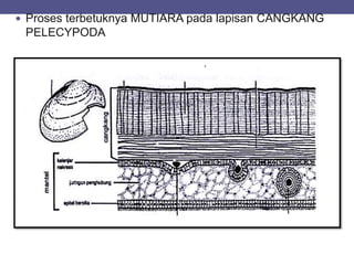  Proses terbetuknya MUTIARA pada lapisan CANGKANG
PELECYPODA
 