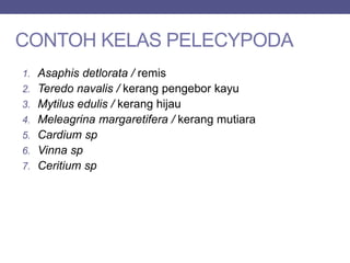 CONTOH KELAS PELECYPODA
1. Asaphis detlorata / remis
2. Teredo navalis / kerang pengebor kayu
3. Mytilus edulis / kerang hijau
4. Meleagrina margaretifera / kerang mutiara
5. Cardium sp
6. Vinna sp
7. Ceritium sp
 