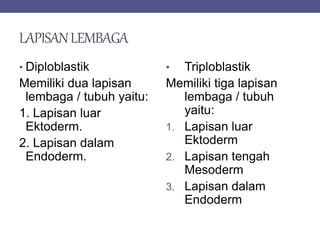 LAPISANLEMBAGA
• Diploblastik
Memiliki dua lapisan
lembaga / tubuh yaitu:
1. Lapisan luar
Ektoderm.
2. Lapisan dalam
Endoderm.
• Triploblastik
Memiliki tiga lapisan
lembaga / tubuh
yaitu:
1. Lapisan luar
Ektoderm
2. Lapisan tengah
Mesoderm
3. Lapisan dalam
Endoderm
 