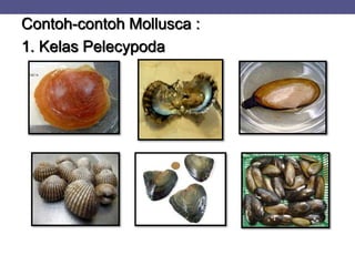 Contoh-contoh Mollusca :
1. Kelas Pelecypoda
 