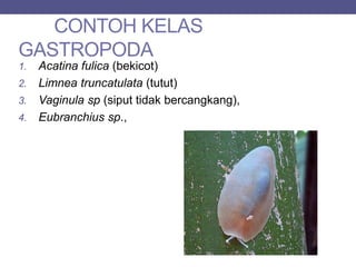 CONTOH KELAS
GASTROPODA
1. Acatina fulica (bekicot)
2. Limnea truncatulata (tutut)
3. Vaginula sp (siput tidak bercangkang),
4. Eubranchius sp.,
 