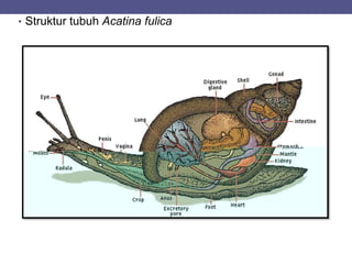 • Struktur tubuh Acatina fulica
 