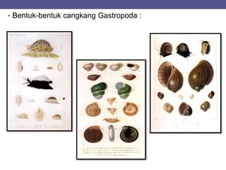 • Bentuk-bentuk cangkang Gastropoda :
 