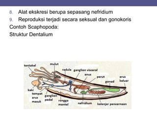 8. Alat ekskresi berupa sepasang nefridium
9. Reproduksi terjadi secara seksual dan gonokoris
Contoh Scaphopoda:
Struktur Dentalium
 