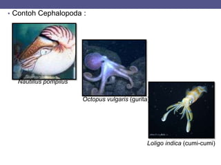 • Contoh Cephalopoda :
Nautillus pompilus
Octopus vulgaris (gurita)
Loligo indica (cumi-cumi)
 