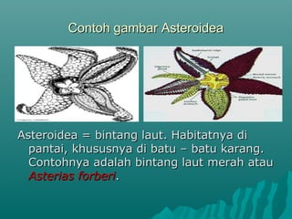 Contoh gambar AsteroideaContoh gambar Asteroidea
Asteroidea = bintang laut. Habitatnya diAsteroidea = bintang laut. Habitatnya di
pantai, khususnya di batu – batu karang.pantai, khususnya di batu – batu karang.
Contohnya adalah bintang laut merah atauContohnya adalah bintang laut merah atau
Asterias forberiAsterias forberi..
 