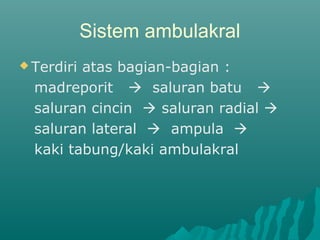 Sistem ambulakral
 Terdiri atas bagian-bagian :
madreporit  saluran batu 
saluran cincin  saluran radial 
saluran lateral  ampula 
kaki tabung/kaki ambulakral
 