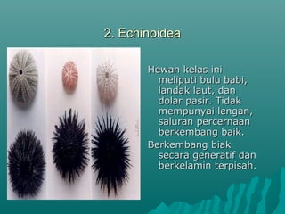 2. Echinoidea2. Echinoidea
Hewan kelas iniHewan kelas ini
meliputi bulu babi,meliputi bulu babi,
landak laut, danlandak laut, dan
dolar pasir. Tidakdolar pasir. Tidak
mempunyai lengan,mempunyai lengan,
saluran percernaansaluran percernaan
berkembang baik.berkembang baik.
Berkembang biakBerkembang biak
secara generatif dansecara generatif dan
berkelamin terpisah.berkelamin terpisah.
 