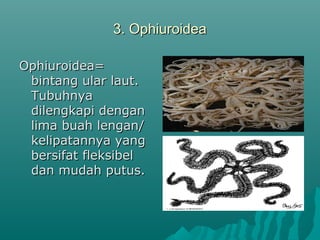 3. Ophiuroidea3. Ophiuroidea
Ophiuroidea=Ophiuroidea=
bintang ular laut.bintang ular laut.
TubuhnyaTubuhnya
dilengkapi dengandilengkapi dengan
lima buah lengan/lima buah lengan/
kelipatannya yangkelipatannya yang
bersifat fleksibelbersifat fleksibel
dan mudah putus.dan mudah putus.
 