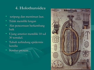 4. Holothuroidea4. Holothuroidea
• teripang dan mentimun laut.teripang dan mentimun laut.
• Tidak memiliki lenganTidak memiliki lengan
• Alat pencernaan berkembangAlat pencernaan berkembang
baikbaik
• Ujung anterior memiliki 10 s.dUjung anterior memiliki 10 s.d
30 tentakel.30 tentakel.
• Tubuh terlindung epiTubuh terlindung epiddermisermis
bersiliabersilia
• Sumber proteinSumber protein
 
