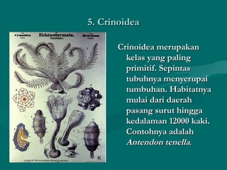 5. Crinoidea5. Crinoidea
Crinoidea merupakanCrinoidea merupakan
kelas yang palingkelas yang paling
primitif. Sepintasprimitif. Sepintas
tubuhnya menyerupaitubuhnya menyerupai
tumbuhan. Habitatnyatumbuhan. Habitatnya
mulai dari daerahmulai dari daerah
pasang surut hinggapasang surut hingga
kedalaman 12000 kaki.kedalaman 12000 kaki.
Contohnya adalahContohnya adalah
Antendon tenellaAntendon tenella..
 