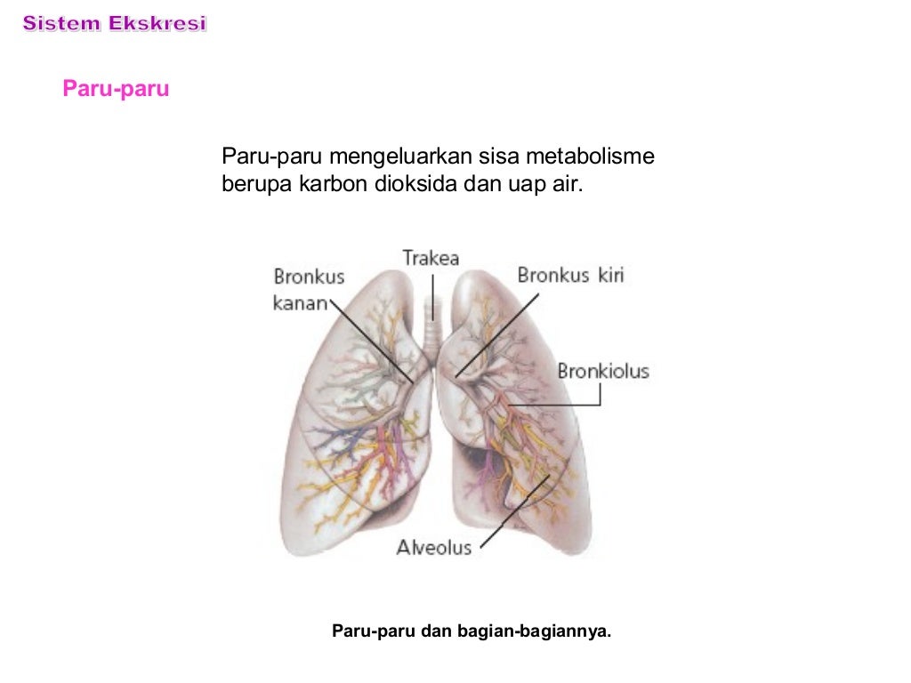 Download 5300 Gambar Ginjal Kanan Beserta Bagian Bagiannya Keren Gratis HD